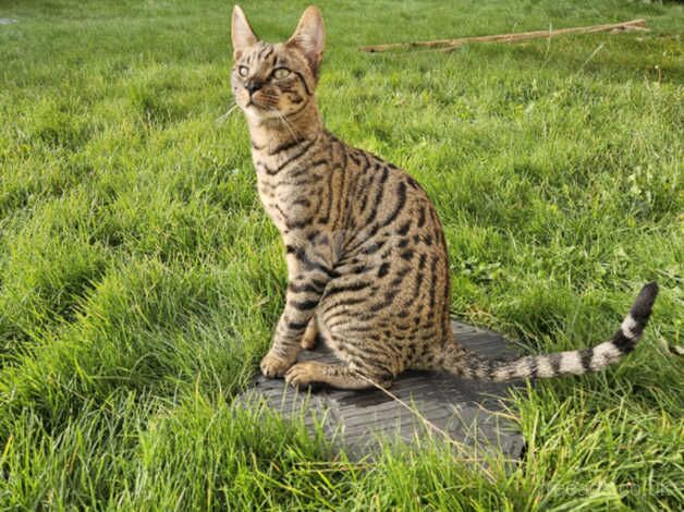 Beautiful Black Spotted Boy Kitten for sale in Darlington, County Durham