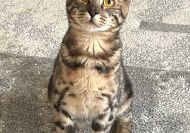 Beautiful tabby merle Female for sale in March, Cambridgeshire