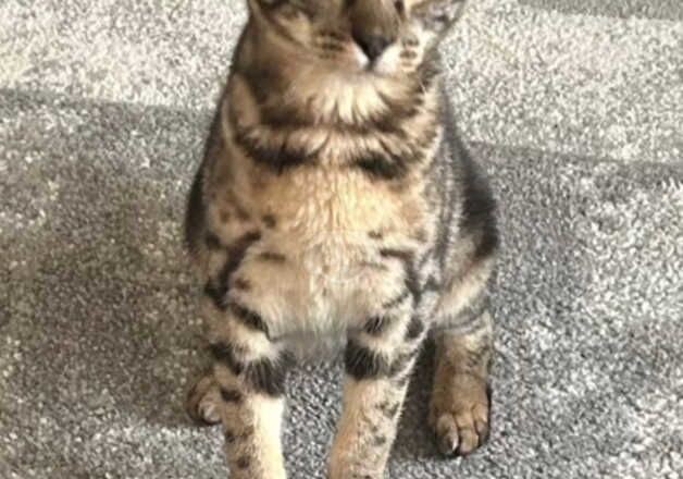 Beautiful tabby merle Female for sale in March, Cambridgeshire - Image 2