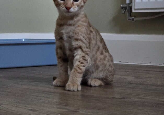 Savannah Kittens For Sale