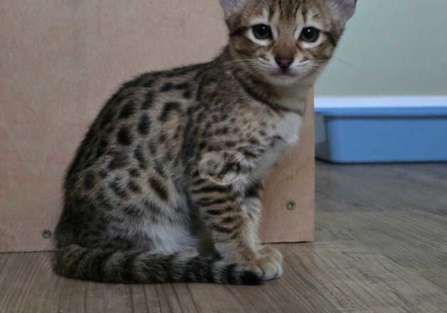 F3c Savannah Kittens TICA registered for sale in Corby, Northamptonshire - Image 2