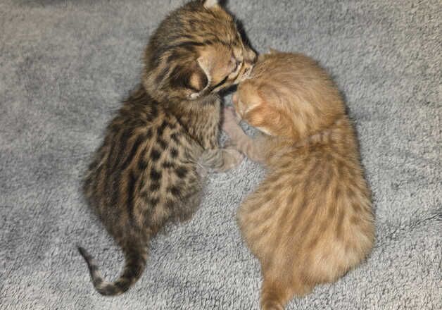 F3c Savannah Kittens TICA registered for sale in Corby, Northamptonshire - Image 4