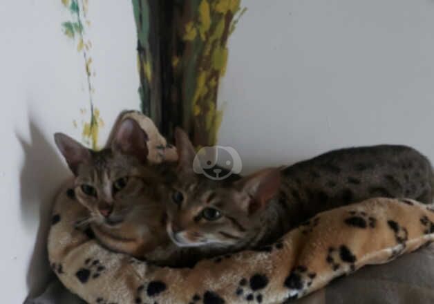 Savannah Kittens for sale in Greater Manchester