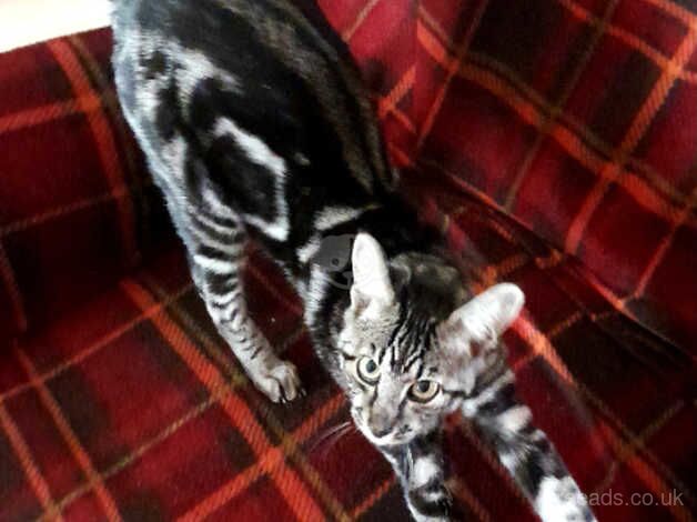 F4 Generation female Marbled Savannah Kitten. for sale in Darlington, County Durham - Image 2