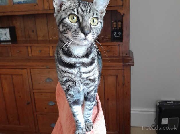 F4 Generation female Marbled Savannah Kitten. for sale in Darlington, County Durham - Image 3