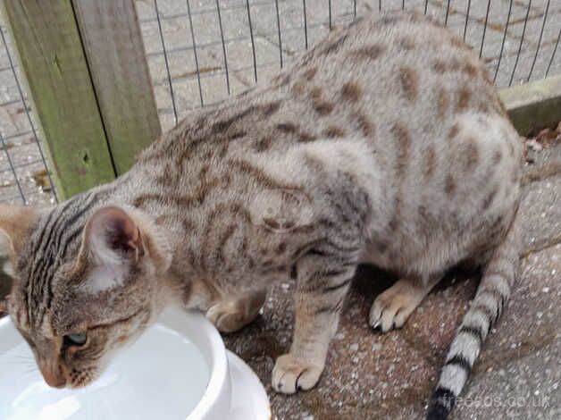 F4 Spotted Savannah Girl TICA Registered. for sale in Darlington, County Durham - Image 2