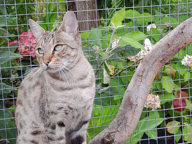 Savannah Kittens for sale in County Durham