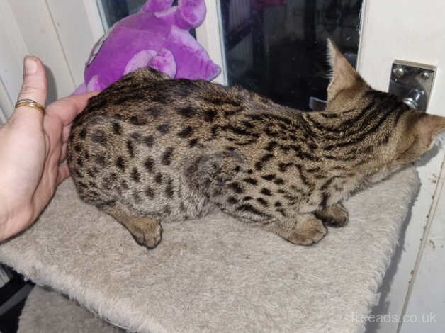 F5 female savannah kittens READY NOW for sale in Tamworth, Staffordshire - Image 2