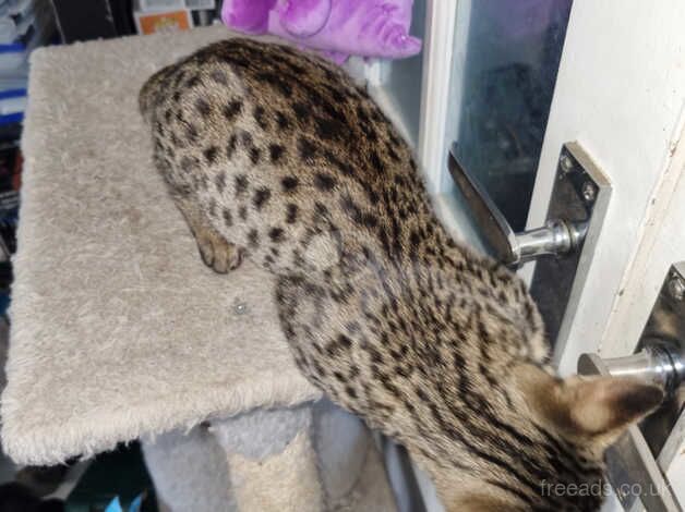 F5 female savannah kittens READY NOW for sale in Tamworth, Staffordshire - Image 3