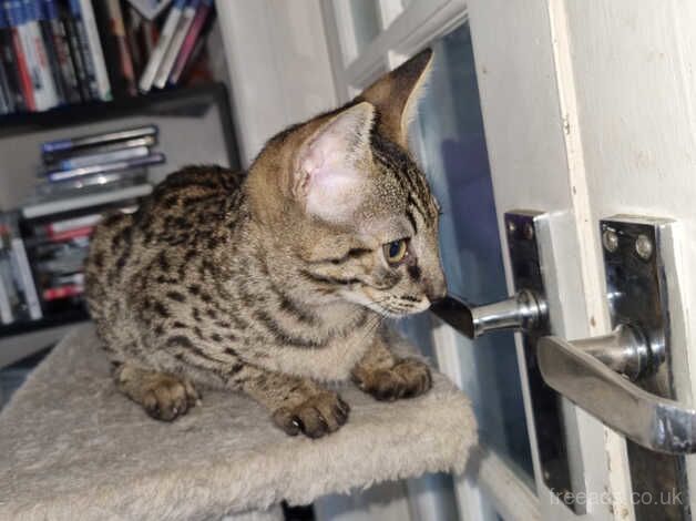 F5 female savannah kittens READY NOW for sale in Tamworth, Staffordshire - Image 4