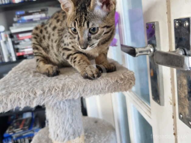 F5 female savannah kittens READY NOW for sale in Tamworth, Staffordshire - Image 5