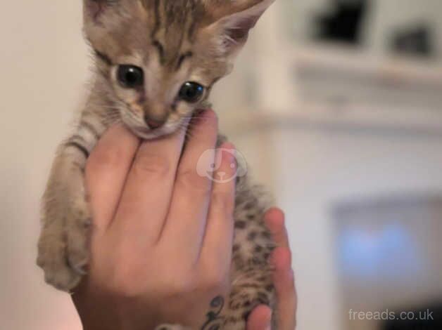 Female f6 savannah kitten for sale in Southampton, Hampshire