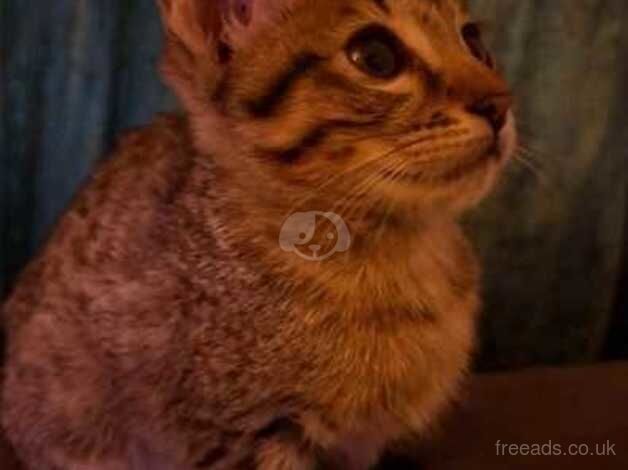 Female f6 savannah kitten for sale in Southampton, Hampshire - Image 2