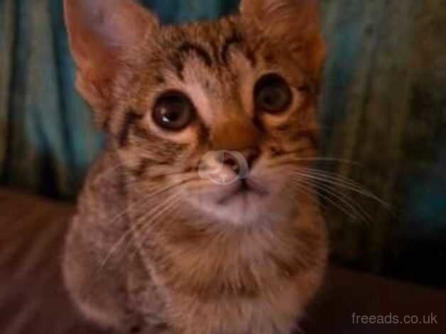 Female f6 savannah kitten for sale in Southampton, Hampshire - Image 4