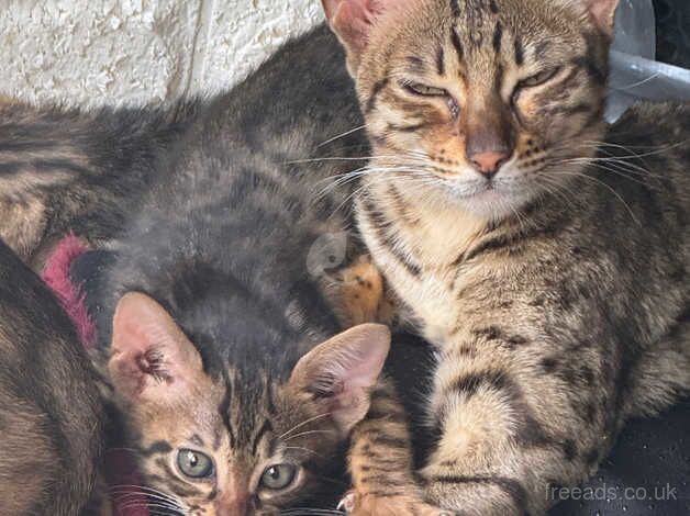 TICA Registered Savannah Kittens For Sale