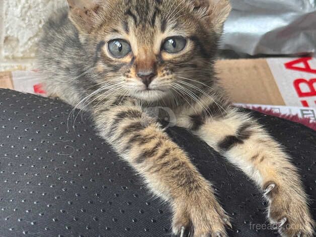 Last top blood line TICA registered Savannah kitten for sale in Newcastle upon Tyne, Tyne and Wear - Image 2