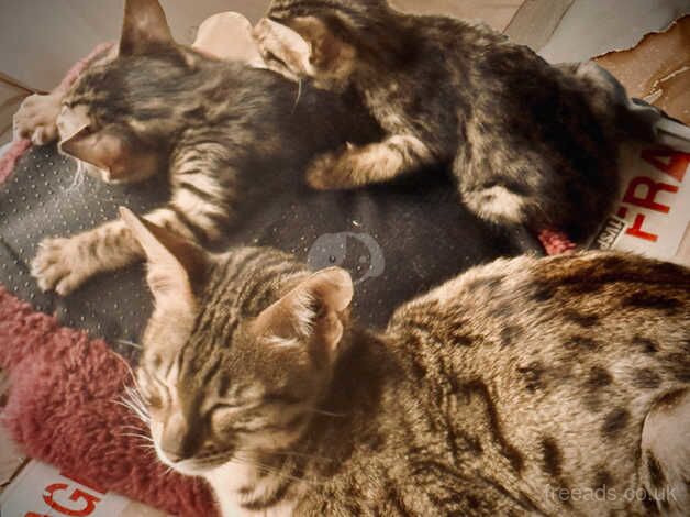 Savannah Kittens for sale in Tyne and Wear