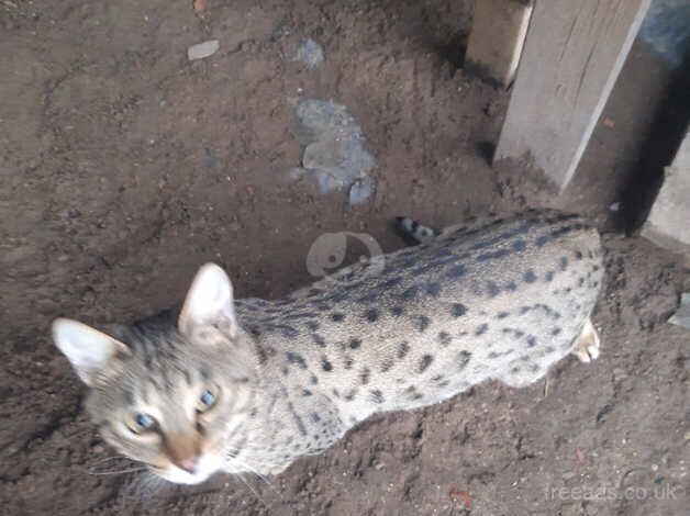 Savannah Kittens for sale