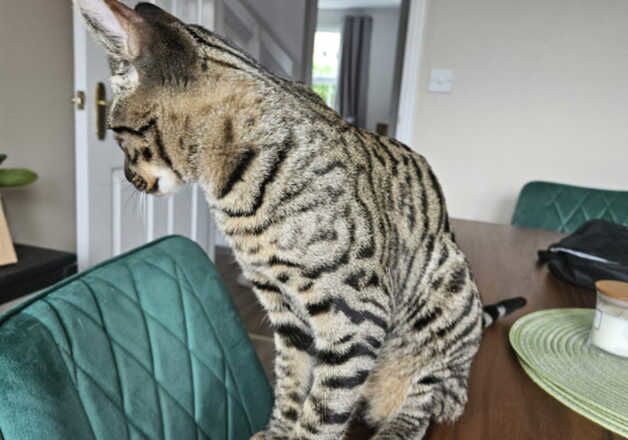 Reserved for Rachelle Beautiful Black Spotted Boy Kitten for sale in Darlington, County Durham - Image 3