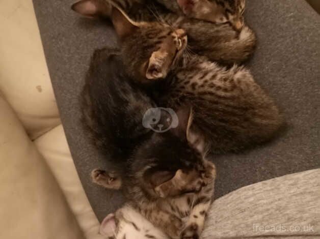 SBT SAVANNAH KITTENS for sale in Sheffield, South Yorkshire