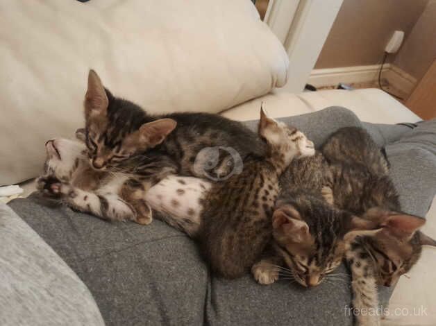 SBT SAVANNAH KITTENS for sale in Sheffield, South Yorkshire - Image 2