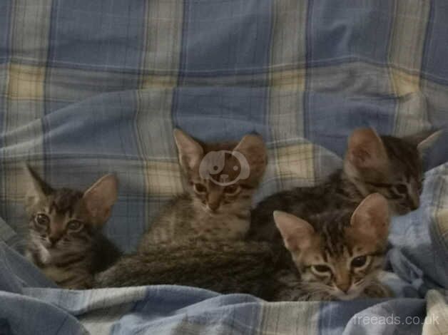 SBT SAVANNAH KITTENS for sale in Sheffield, South Yorkshire