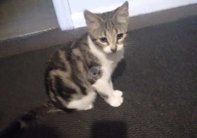 Strengths kitten for sale in Gillingham, Dorset