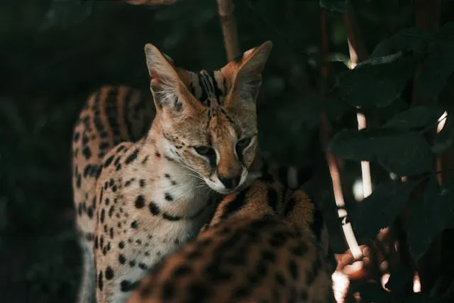 Savannah Kittens on Savannah Owners